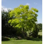 Robinia Robinia