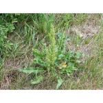 Rumex Crispus Rumex Crispus
