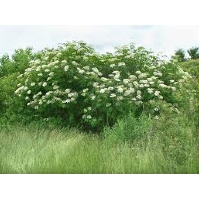 Sambucus Nigra