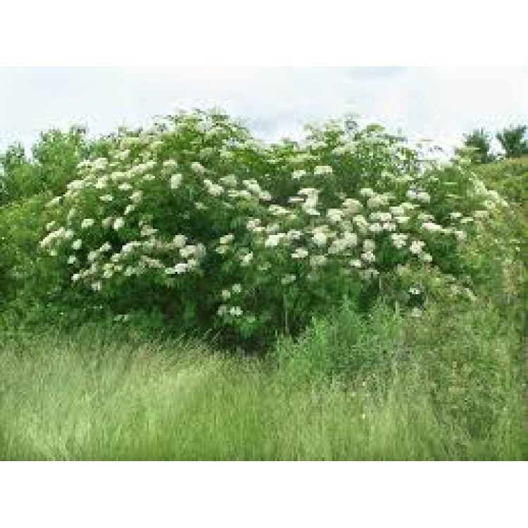 Sambucus Nigra Sambucus Nigra
