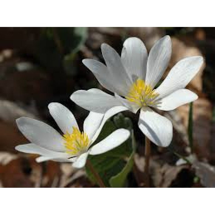 Sanguinaria Sanguinaria
