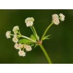 Sanicula Sanicula