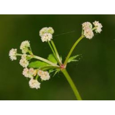 Sanicula