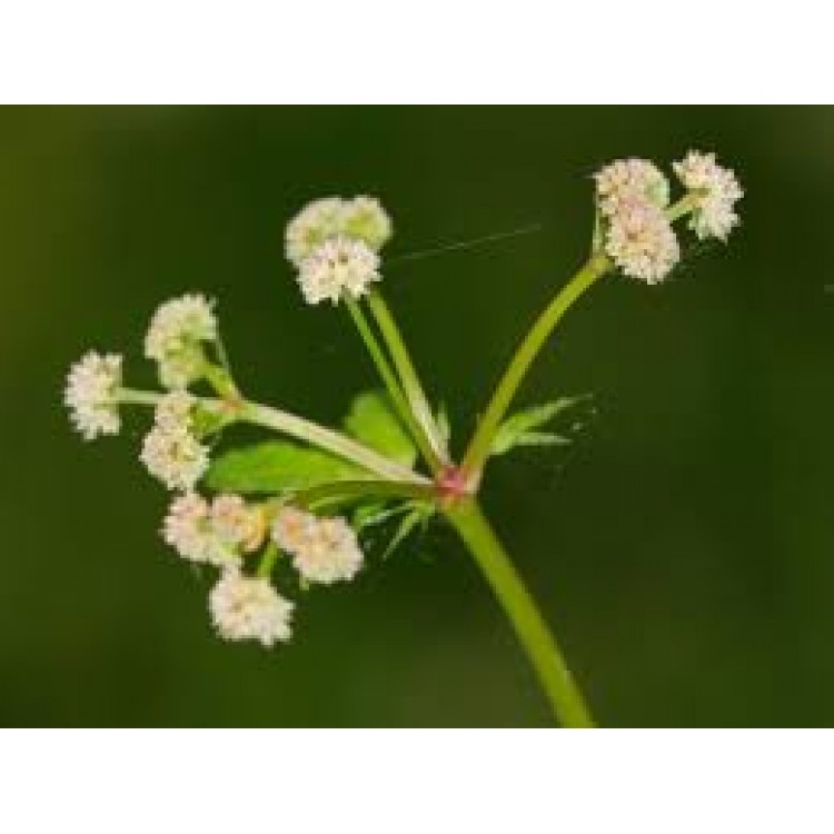 Sanicula Sanicula
