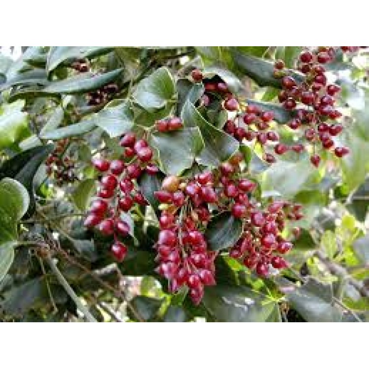 Sarsaparilla Sarsaparilla