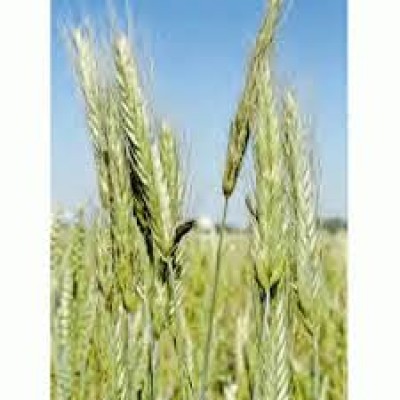 Secale Cornutum