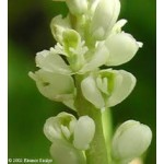 Senega