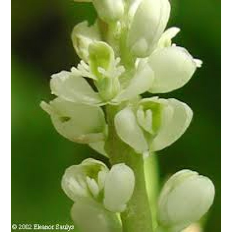 Senega