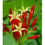 Spigelia Spigelia
