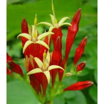 Spigelia