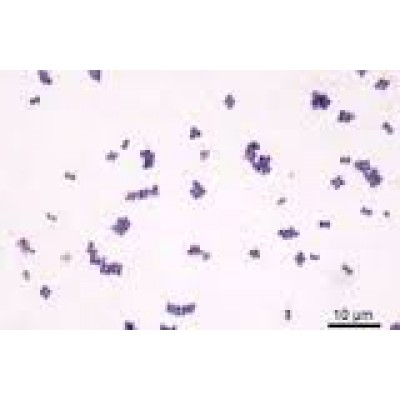 Staphylococcinum