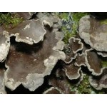 Sticta Sticta