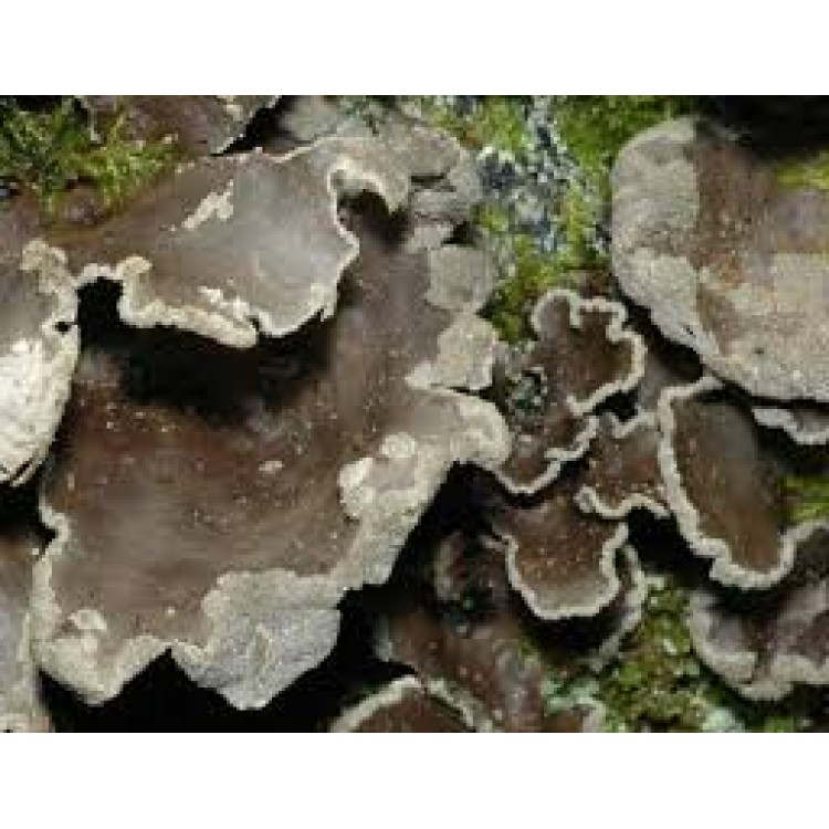 Sticta Sticta
