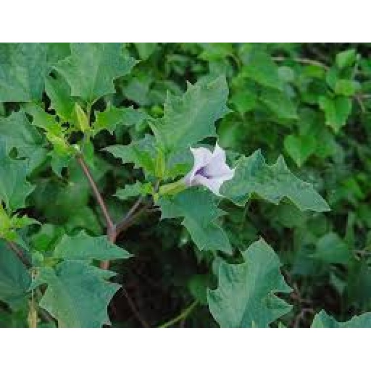 Stramonium Stramonium