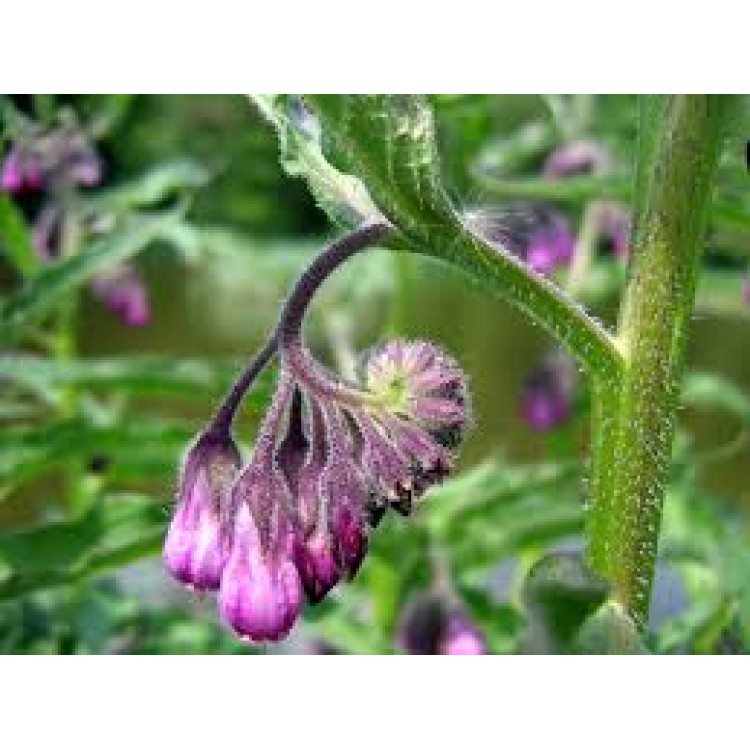 Symphytum