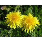 Taraxacum Officinale Taraxacum Officinale