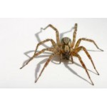 Tarentula Hispanica Tarentula Hispanica