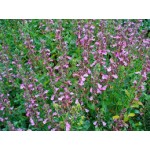 Teucrium