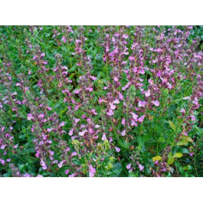 Teucrium