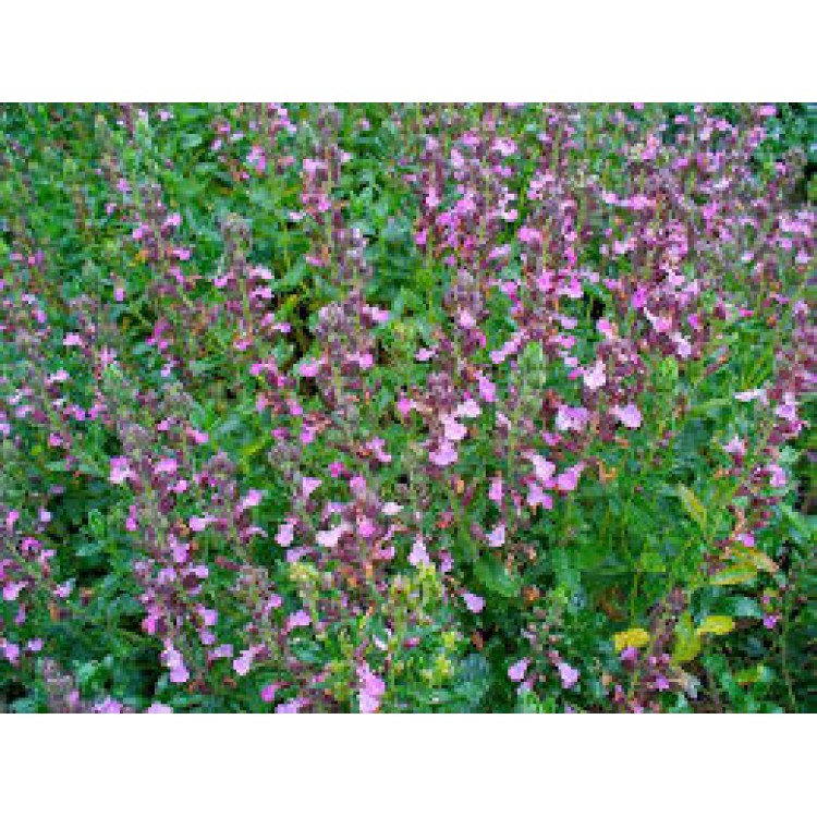 Teucrium