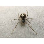 Theridion Theridion
