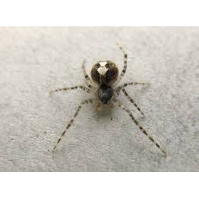 Theridion
