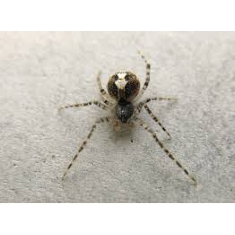 Theridion Theridion
