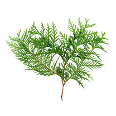 Thuja