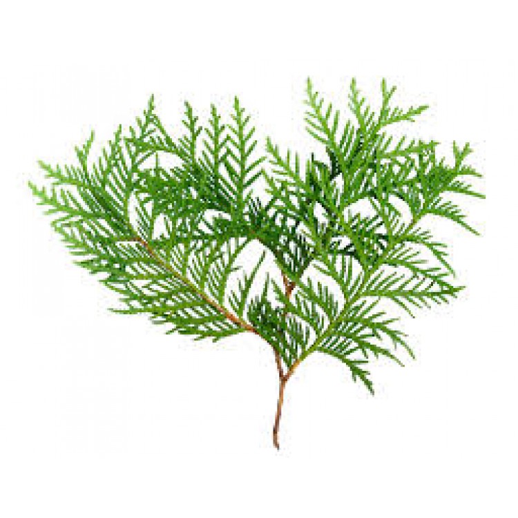 Thuja Thuja