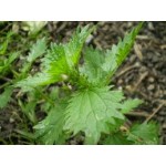 Urtica Urens Urtica Urens