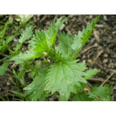 Urtica Urens