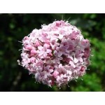 Valeriana