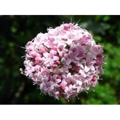 Valeriana