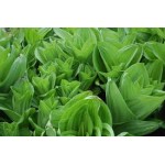 Veratrum