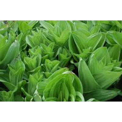 Veratrum
