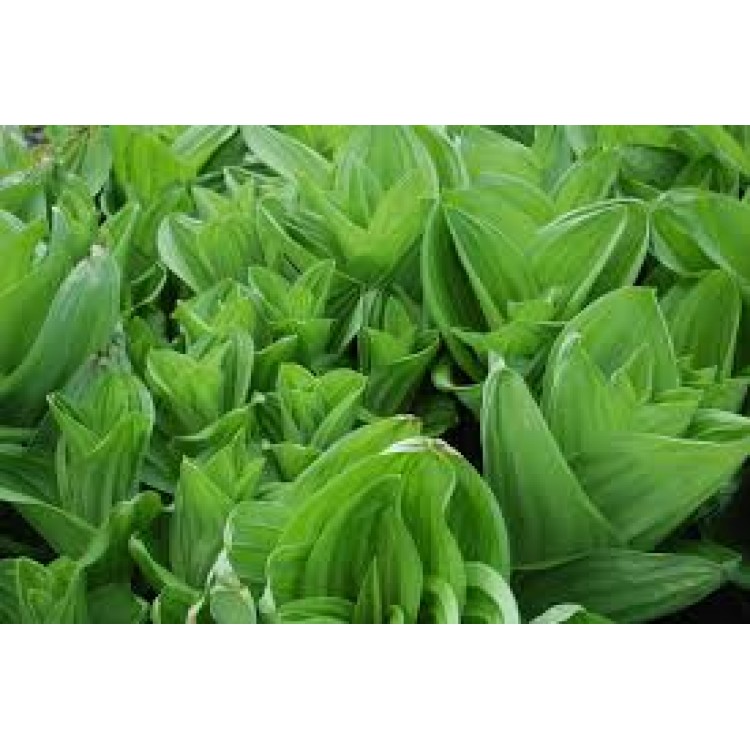 Veratrum