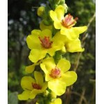 Verbascum