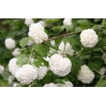 Viburnum Opulus Viburnum Opulus