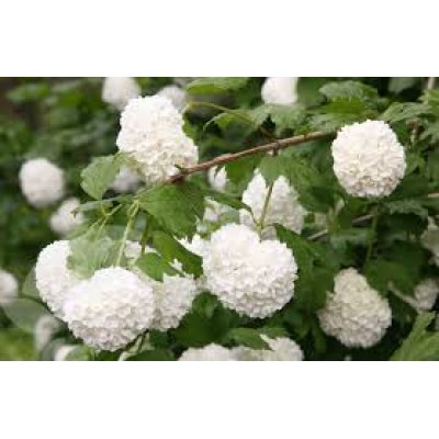 Viburnum Opulus