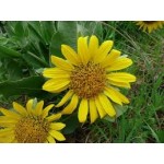 Wyethia Helenoides Wyethia Helenoides