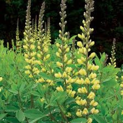 Baptisia