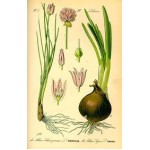Allium Cepa