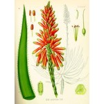 Aloe Socotrina