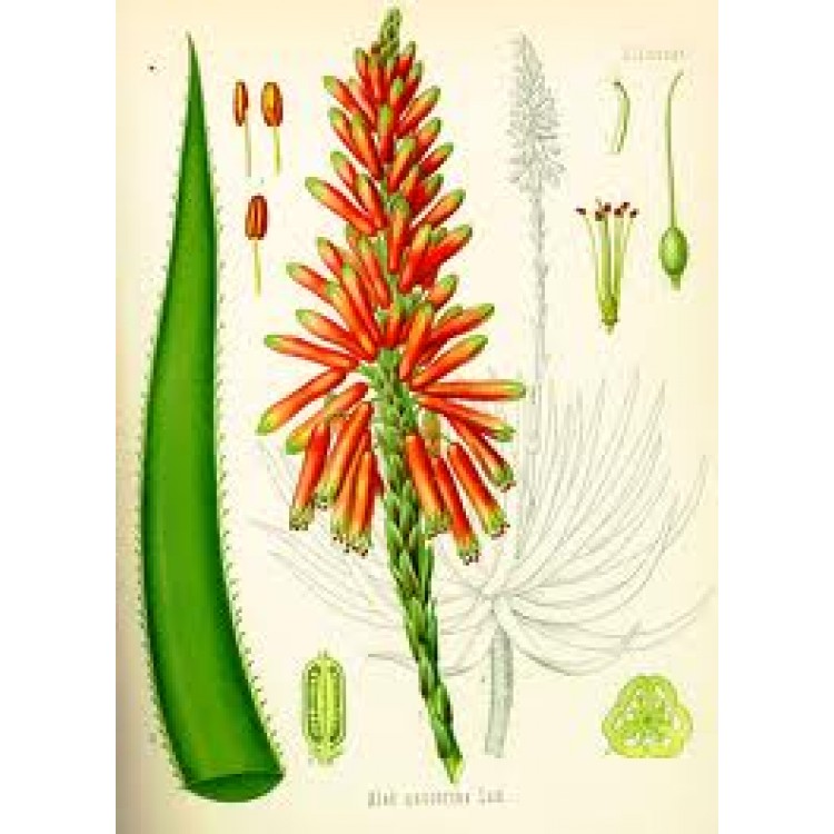 Aloe Socotrina