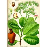Anacardium