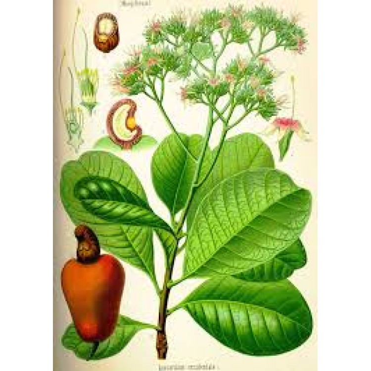 Anacardium