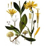 Arnica Arnica