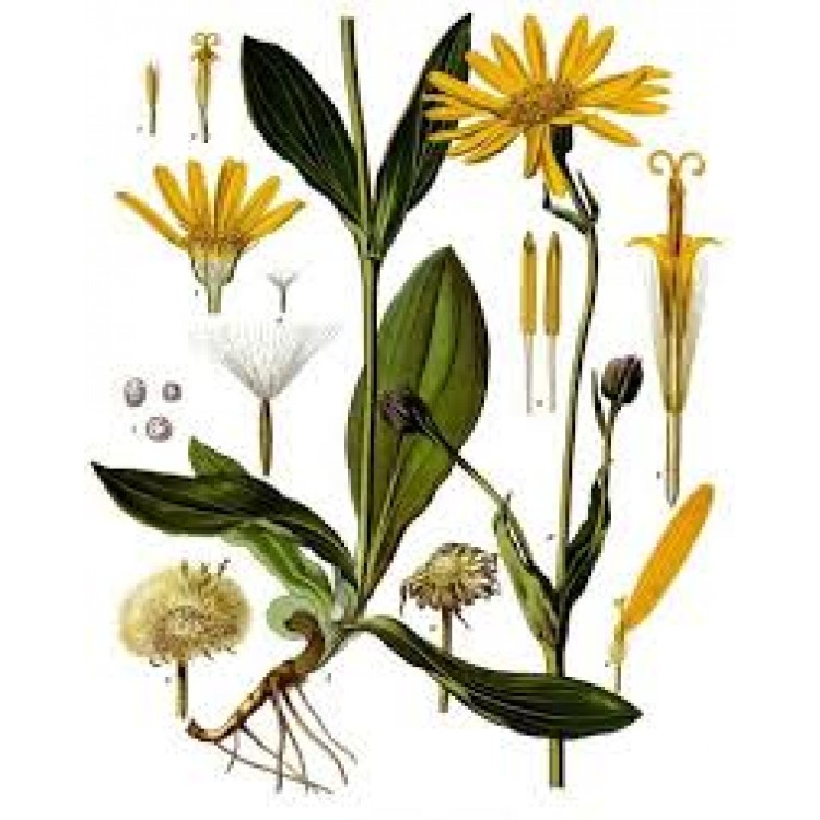 Arnica Arnica