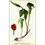 Arum Triphyllum Arum Triphyllum