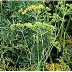 Asafoetida